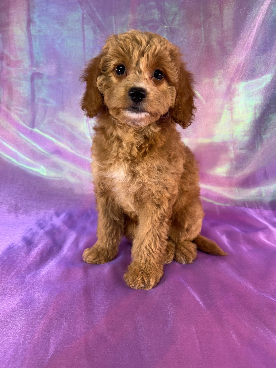 Female Miniature Goldendoodle Puppy for Sale DOB 7-20-2026 $1200
